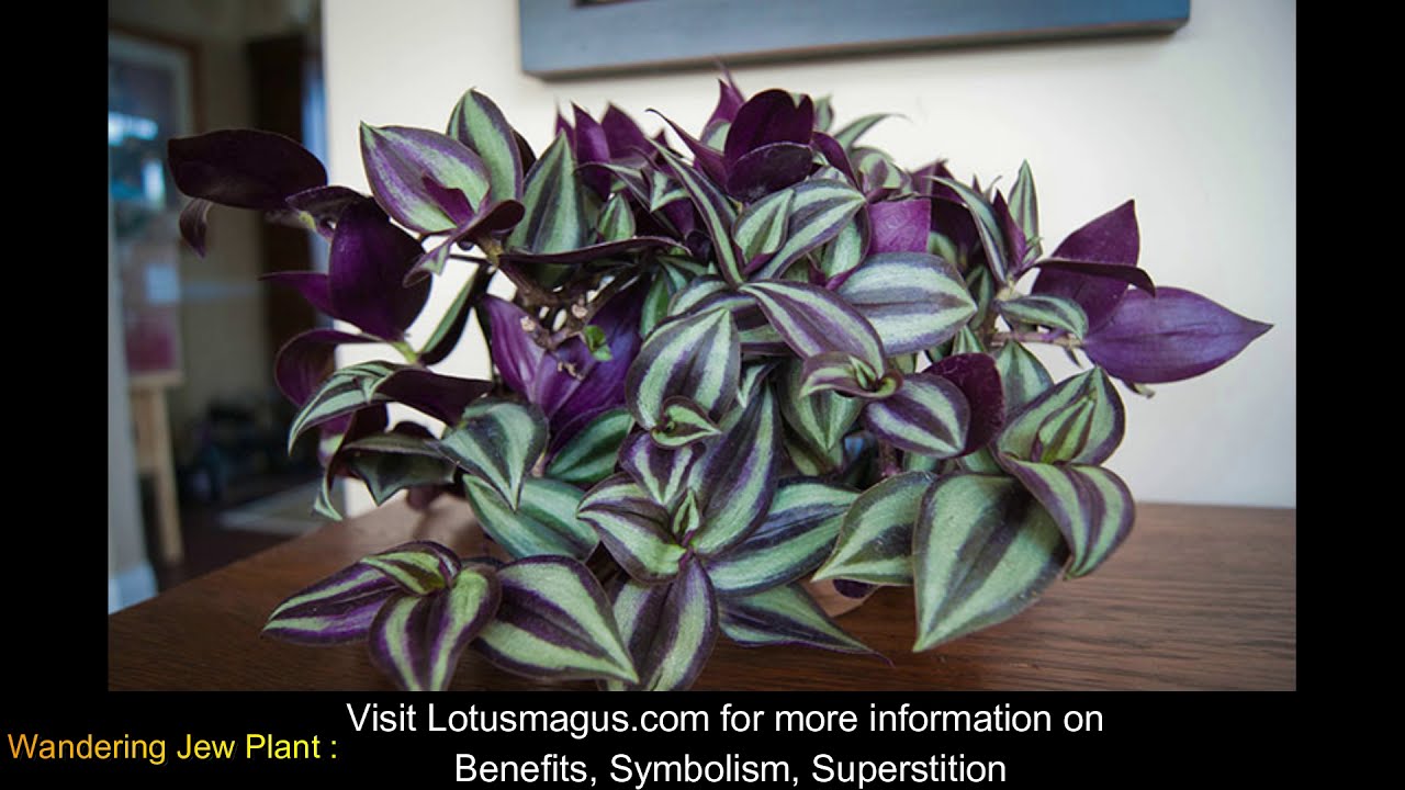 wandering jew meaning tagalog