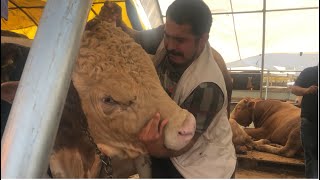 Köseoğlu Ai̇lesi̇ Kurban Kesi̇m 2023 Kurbanimizi Aldik Allah Kabul Etsi̇n