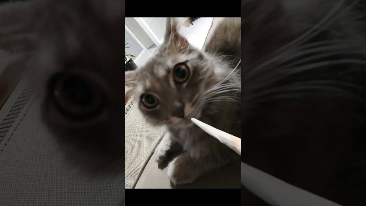 outros gatos vs a minha gata#edit #gato