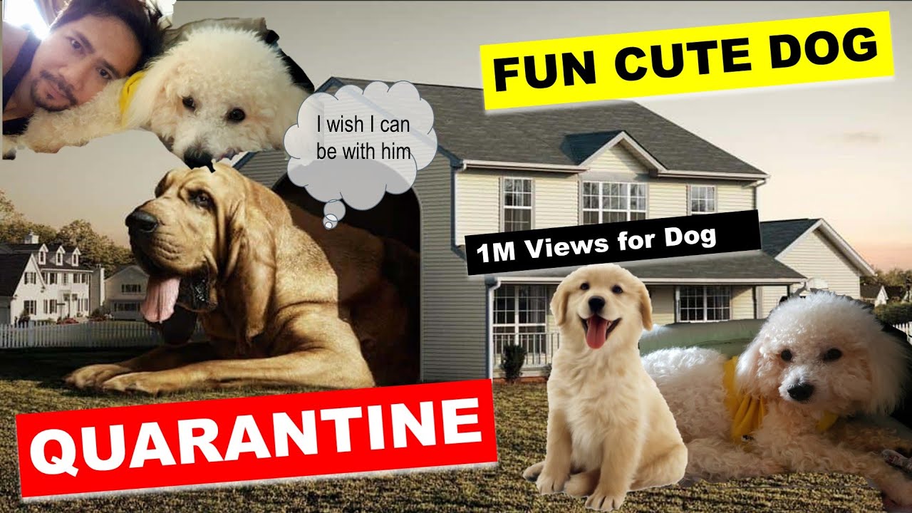 How to Keep Dogs Entertained While in Quarantine – In Pups We Trust