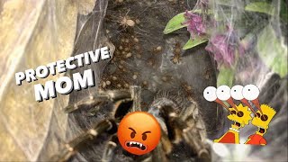 Defensive mother TARANTULA refuses to LEAVE her BABIES !!!