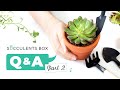 Succulents Q&A: Succulent Watering & Succulent Etiolation