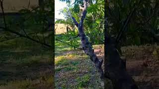 FEBRE, Entre Rios. Próximo Estreno, #viajandoconcefer #shots #entrerios #argentina