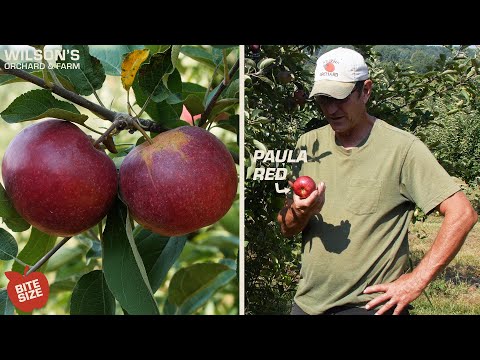 Video: Uses For Paula Red Apples: How To Grow A Paula Red Apple Tree