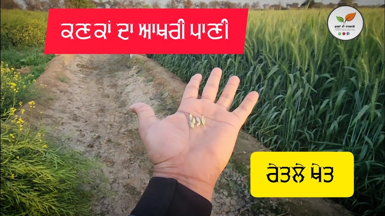 ਕਣਕ ਦੇ ਆਖ਼ਰੀ ਪਾਣੀ ਦੀ ਮਹੱਤਤਾ wheat last irrigation importance.