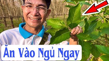 Ăn Vào Ngủ Ngay. PHAN HẢI Channel