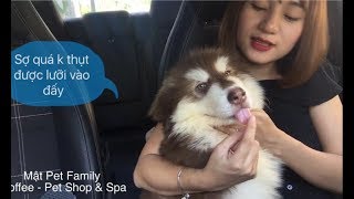 Mật ngố đi xe ô tô, say xe đến quên cả đường về - thương em chưa ::) ➤ Mật Pet Family