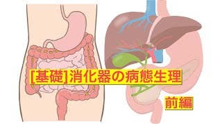 [基礎]消化器の病態生理　前編