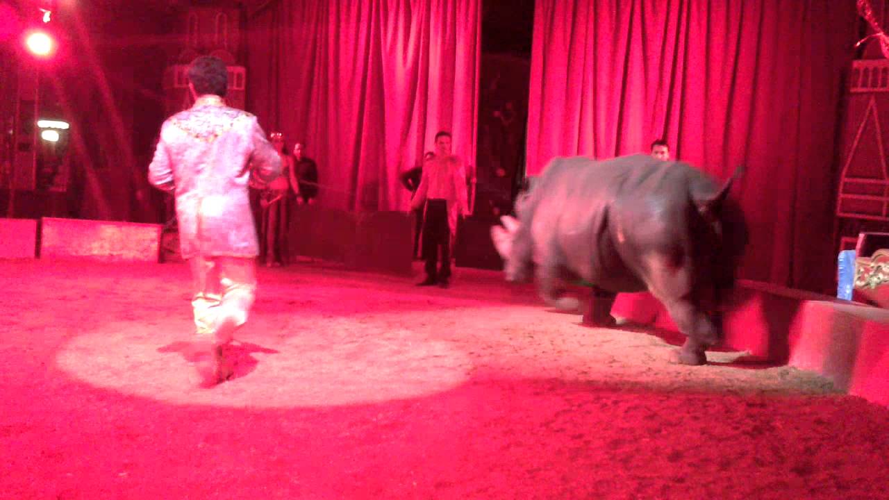 Rinoceronte.... carica?