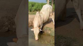 Bull Drinking Water shorts bull tiktok
