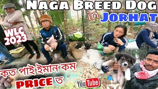 Naga Breed Dog || কত পাই ইমান কম PRICE ত  Jorhat Assam || মোৰ শেষ Video ||  Happy New Year 2023