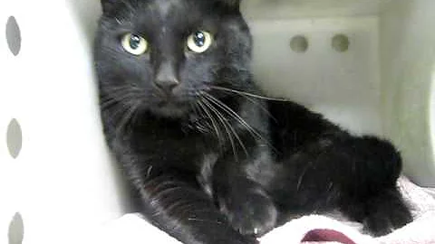 Video 752951: british shorthair mix cat, british shorthair black cat, british shorthair cat meets, purr, cat black white, cat white female, cat ear, cat old