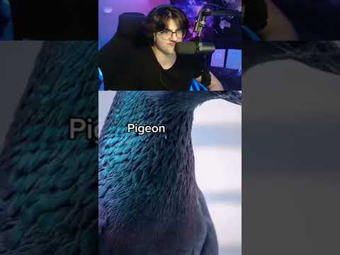 How Animals See