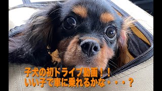 子犬の初ドライブ！ - るーくんはいい子に乗車できるかな！？