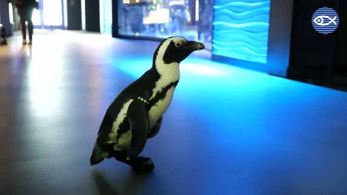 Penguin With Degenerative Foot Condition Gets Custom Shoes - CNET