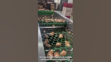 Video of Mushroom Sorting Machine