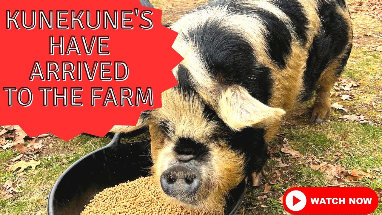 Kunekune Pigs Arrive: Welcoming New Pigs to Our Homestead!