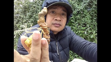 Sâm Ngọc Linh - Cách đếm tuổi như thế nào ?