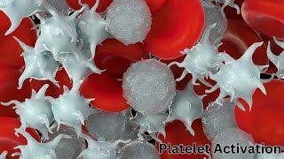 What is Platelet Activation and its Factors for Clot Formation