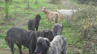 Portugal Livestock Guard Dogs 'Cão de Castro Laboreiro'