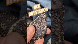 Tick Infestation, tick removal from wild Diamond Python #snakecatcher #wildliferescue
