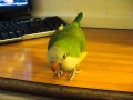 Quaker Parrot Talking