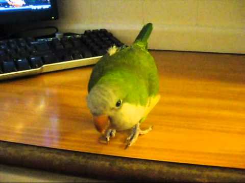 Видео: Rosella Parakeet