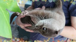 カワウソ コタロー　抱っこされるヤンチャ坊主　Kotaro the Otter Loves to Cuddle?