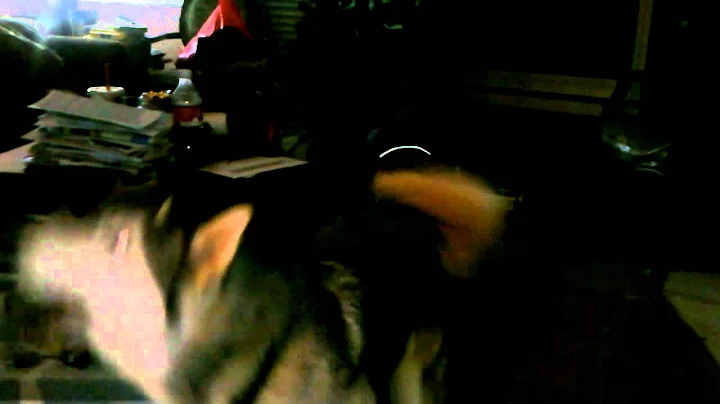 Bray playing dead