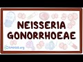 Neisseria gonorrhoeae - causes, symptoms, diagnosis, treatment, pathology