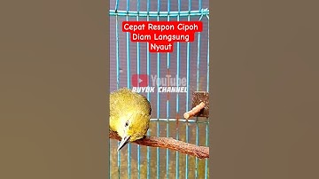 Suara Cipoh Gacor Paling Cepat Respon#sirtugacor #pancingansirtu #shorts