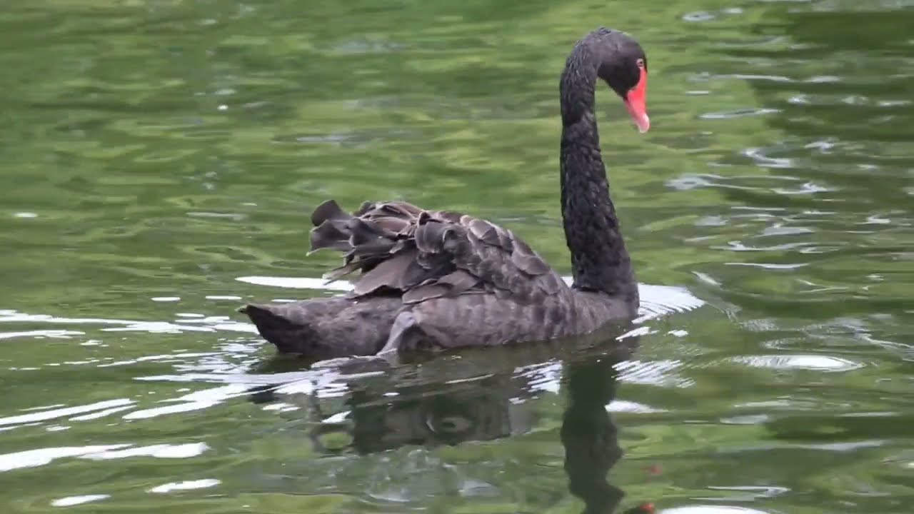 Most beautiful Top 8 Animals.  Natural Bd Tv..