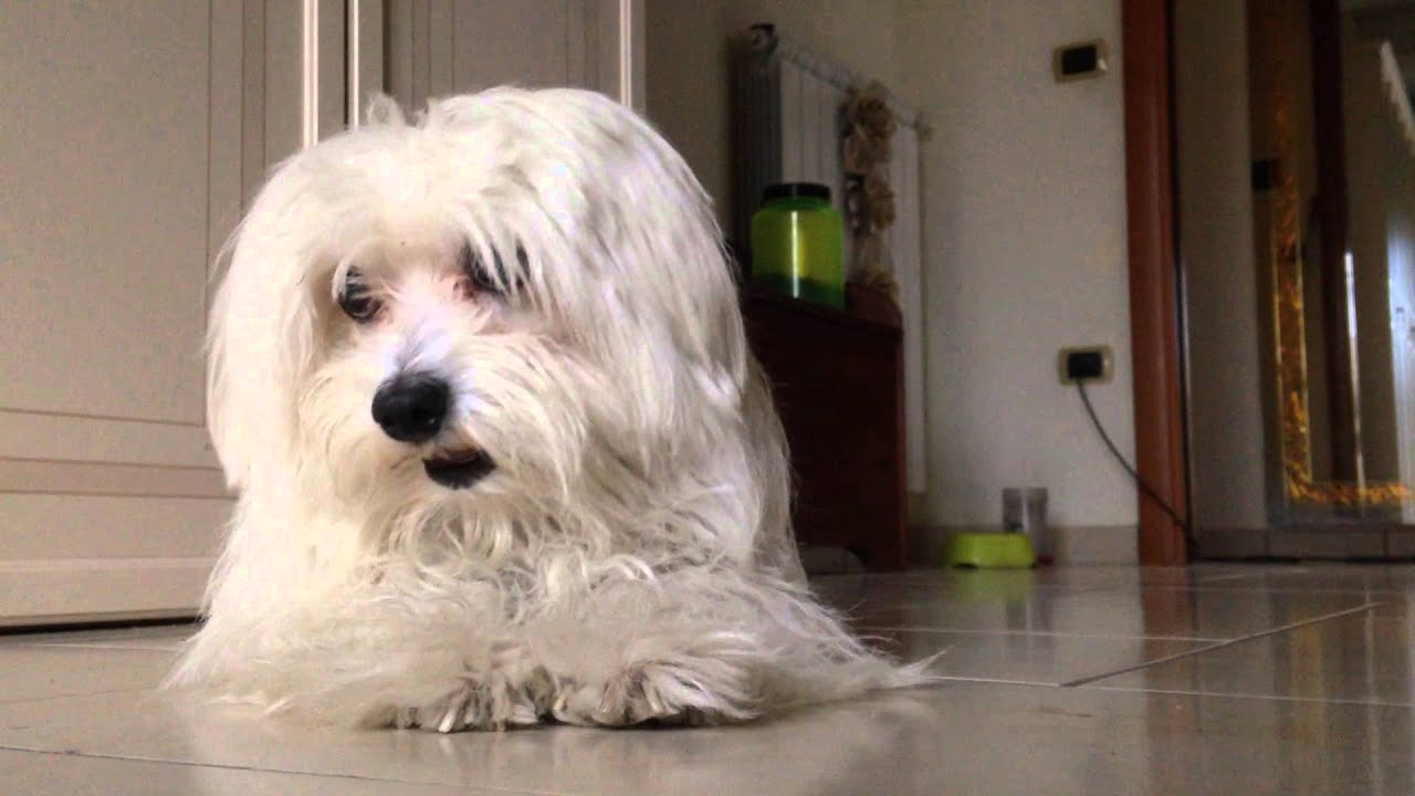 Maltese Dog Cane Maltesino Bianco Arrabbiato Divertente Youtube