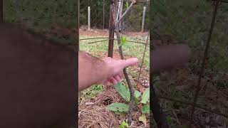 Spring Satin Pluot Update