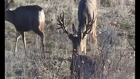 Webisode #9, the "Mule Deer Minute" A gaint 265 inch monster mule deer.