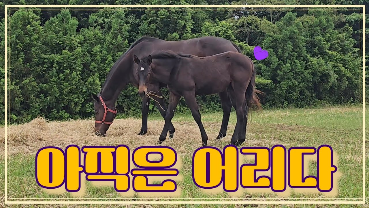 망아지의 성장💜 태어난지 다섯 달. 혼자 놀다가도 엄마한테 쪼르르. 독립할 수 있겠어? 