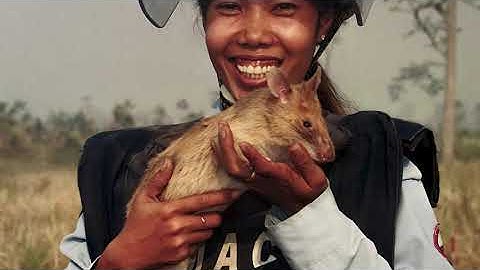 Hero Rat หนูฮีโร่ที่ช่วยคนนับล้านจากระเบิด - History World