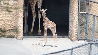 キリンの赤ちゃん「ジャガ」、強気にすくすく　多摩動物公園で誕生