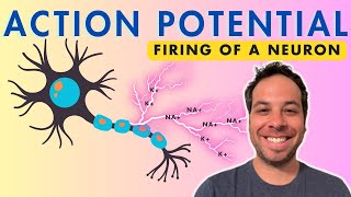 Action Potential - Firing of a Neuron - Depolarization by Psych Explained 62,642 views 2 years ago 12 minutes, 33 seconds