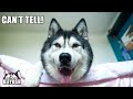 Asking My TALKING Husky What He DREAMS About!