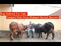 Pure Breed Sahiwal For Sale | Milk 15- 20 Liter | Nandpari Dairy Farm |Dadupur |Karnal |Haryana