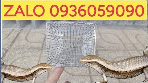 Cung cấp lồng bẫy rắn mối có ngăn nhốt mồi. Bán bẫy rắn mối. Lồng bẫy rắn mối lỗ lưới 5li chống rỉ.