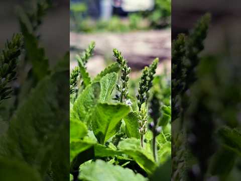 Veronica Officinalis is