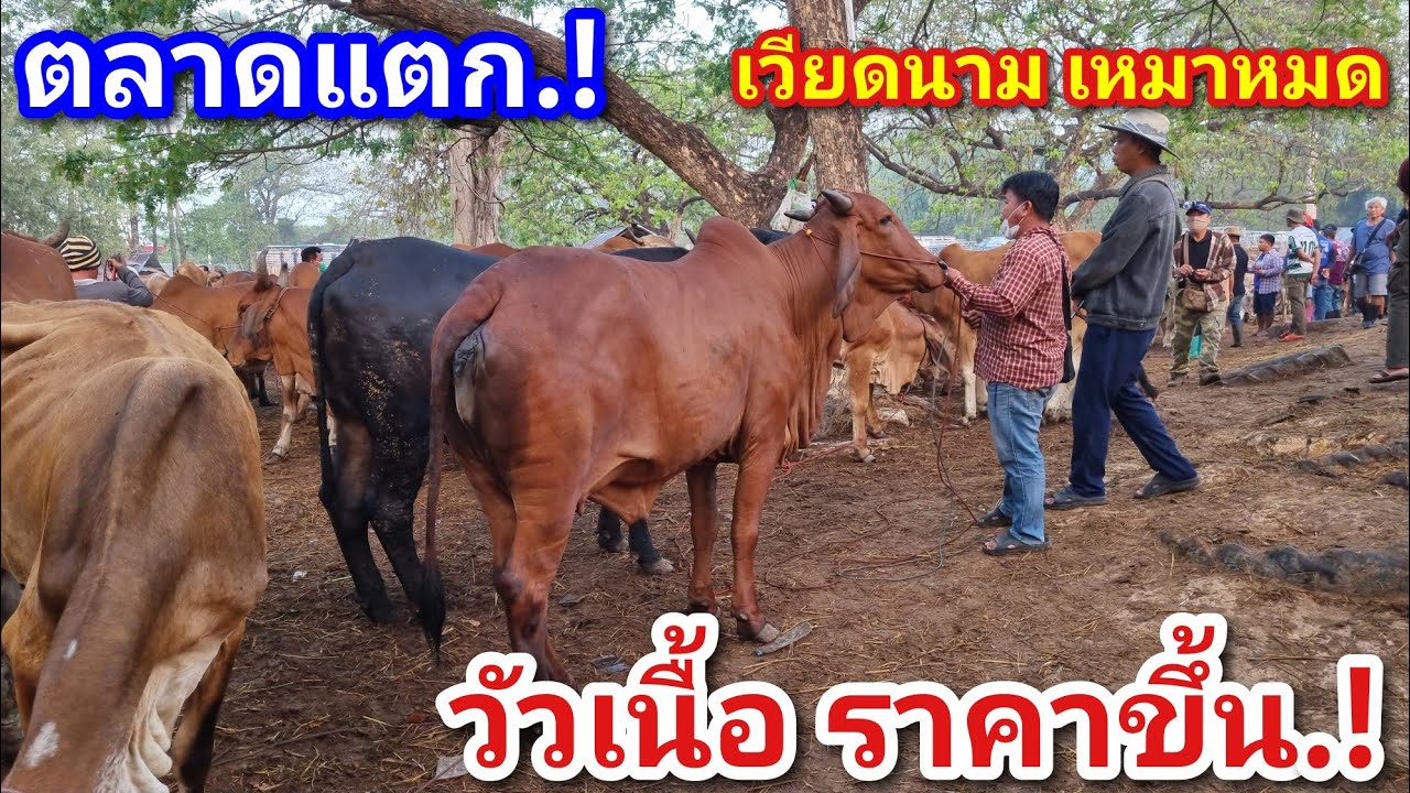 EP.2239 ราคาวัวล่าสุด 28 ก.พ. 2569 #ตลาดนัดโคกระบือ #เดินดูวัวงาม #ราคาวัว | chợ gia súc | livestock