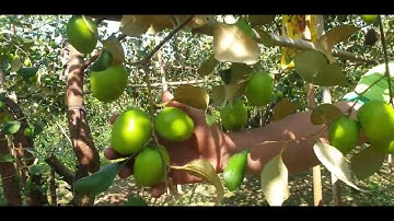 Ăn Táo Tại Vườn Ông Chùm Trum Nọ l Núi Đồi Lục Ngạn