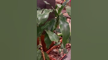 OSR Hotels | Royal Andra Spice #views  #shortsfeed  #shorts #trending #viral