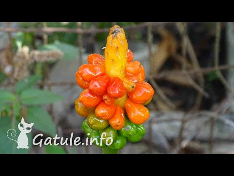 Video: Lords And Ladies Arum Info: Cómo plantar Lords and Ladies en el jardín