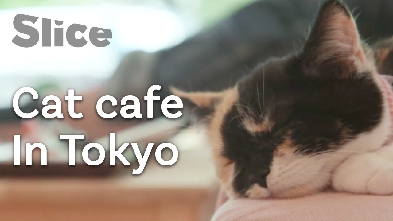 Documentary backdrop image for Being a cat in a cat cafe (2020)