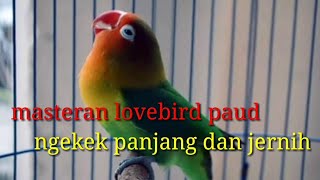 Masteran lovebird ngekek durasi panjang jernih cocok untuk murai batu dan cucak ijo.