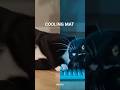 🧊 Every Cat Needs a Cooling Mat in Hot Weather! | Summer Cat Safety Tips